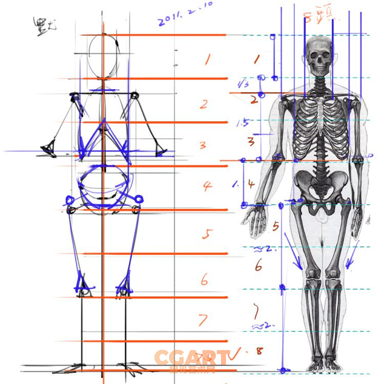 [游戏设定] 人体骨骼姿势绘画解剖草图参考合集_CG原画素材-橙光艺术网