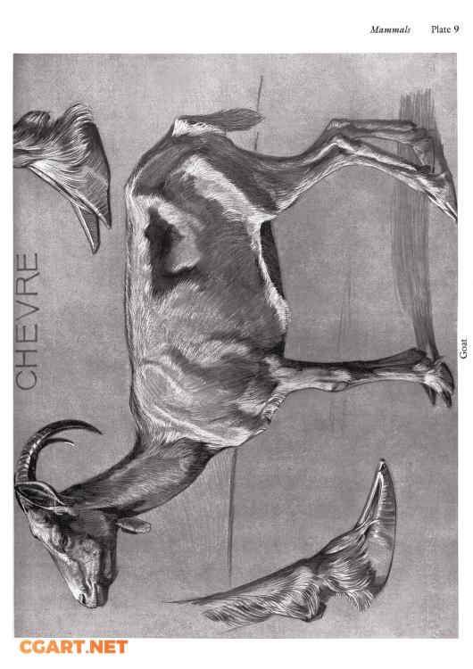 图片[13]-[日韩画风] 【动物画法研究】animal studies原画105P_CG原画资源-橙光艺术网